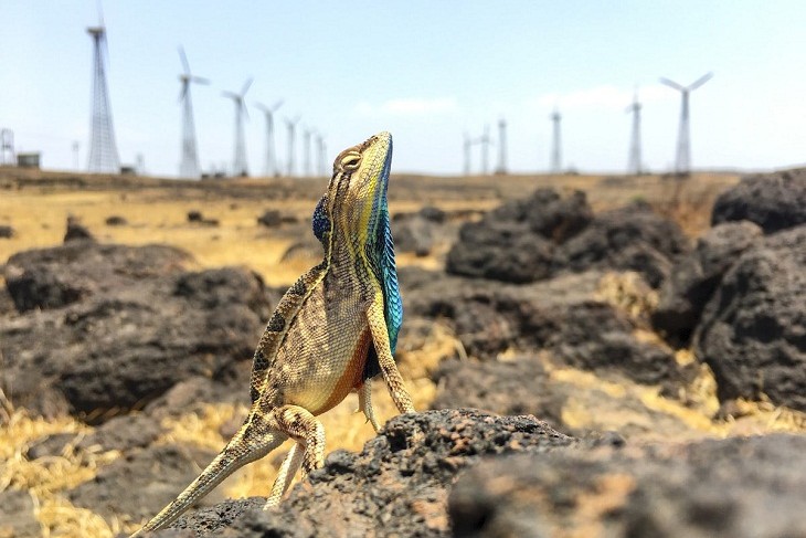 La falta de respeto hacia los animales y la naturaleza: causas y consecuencias